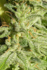 Orient Express - Mandala Seeds Shop Ace Seeds