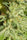 Orient Express - Mandala Seeds Shop Ace Seeds