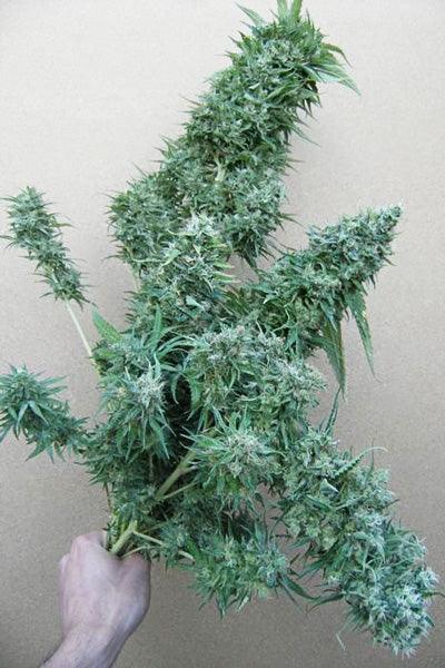 Orient Express - Mandala Seeds Shop Ace Seeds