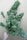 Orient Express - Mandala Seeds Shop Ace Seeds