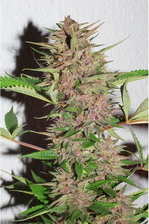 Pakistan Chitral Kush