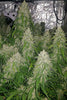 Panama A5 Haze - Mandala Seeds Shop Ace Seeds