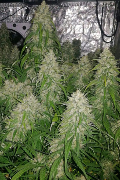 Panama A5 Haze - Mandala Seeds Shop Ace Seeds