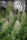 Panama A5 Haze - Mandala Seeds Shop Ace Seeds