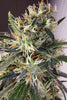 Panama A5 Haze - Mandala Seeds Shop Ace Seeds