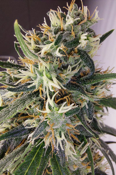 Panama A5 Haze - Mandala Seeds Shop Ace Seeds