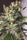 Panama A5 Haze - Mandala Seeds Shop Ace Seeds