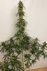 Panama A5 Haze - Mandala Seeds Shop Ace Seeds