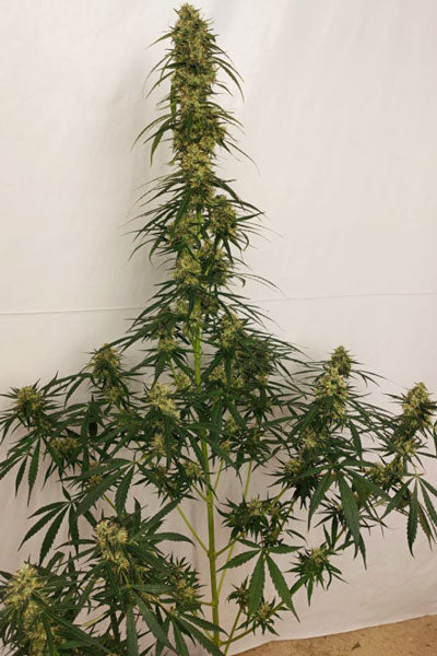 Panama A5 Haze - Mandala Seeds Shop Ace Seeds