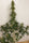 Panama A5 Haze - Mandala Seeds Shop Ace Seeds