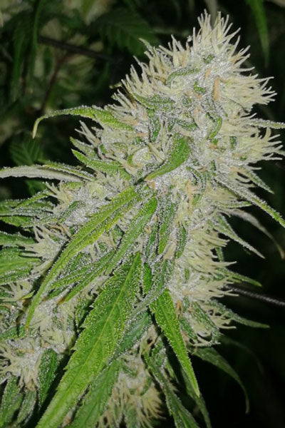 Panama A5 Haze