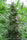Panama - Mandala Seeds Shop Ace Seeds