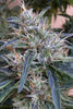 Panama - Mandala Seeds Shop Ace Seeds