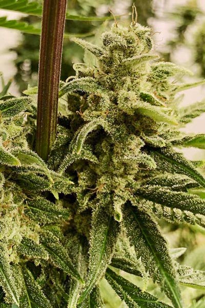 Panama - Mandala Seeds Shop Ace Seeds