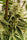 Panama - Mandala Seeds Shop Ace Seeds