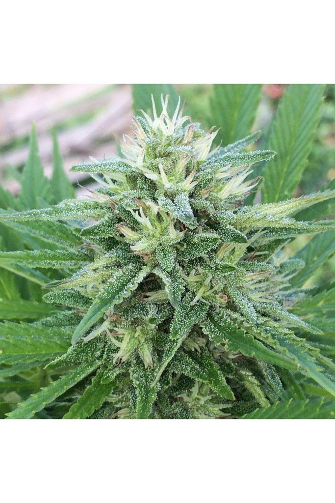 Panama x Bangi Haze - Mandala Seeds Shop Ace Seeds