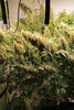 Panama x Bangi Haze - Mandala Seeds Shop Ace Seeds