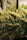 Panama x Bangi Haze - Mandala Seeds Shop Ace Seeds
