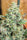 Panama x Malawi (Limited Edition) - Mandala Seeds Shop Ace Seeds