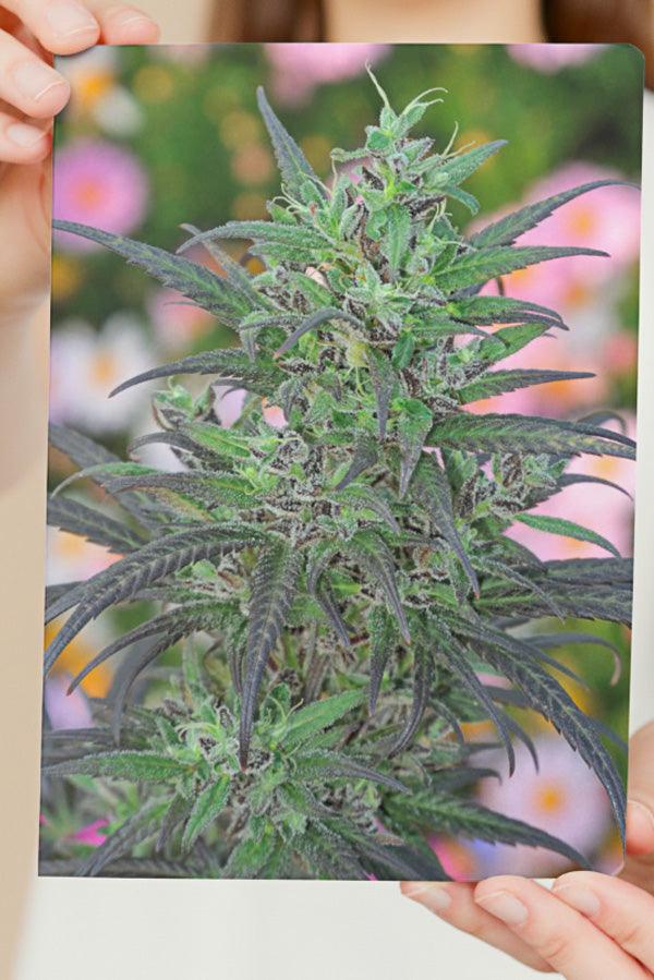 Paro Valley landrace (free photo print) - Mandala Seeds Shop Mandala Seeds