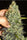 Persian Prince - Mandala Seeds Shop Khalifa Genetics