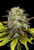 Persian Prince - Mandala Seeds Shop Khalifa Genetics