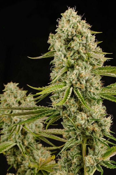 Pure Durban - Mandala Seeds Shop Anesia Seeds