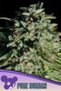 Pure Durban - Mandala Seeds Shop Anesia Seeds