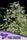 Pure Durban - Mandala Seeds Shop Anesia Seeds