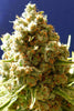 Pure Kush - Mandala Seeds Shop Original Sensible Seeds