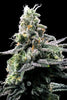 Purple Kosher - Mandala Seeds Shop DNA Genetics