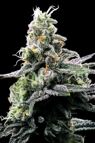 Purple Kosher - Mandala Seeds Shop DNA Genetics