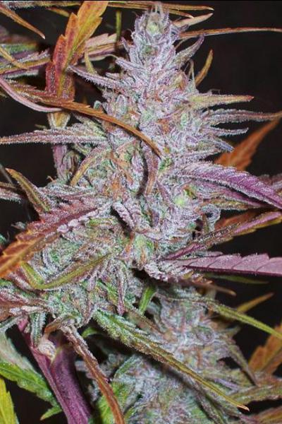 Purple Satellite - Mandala Seeds Shop Green Mountain Seeds