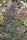 Purple Satellite - Mandala Seeds Shop Green Mountain Seeds