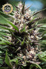 Purple Thai - Mandala Seeds Shop Anesia Seeds