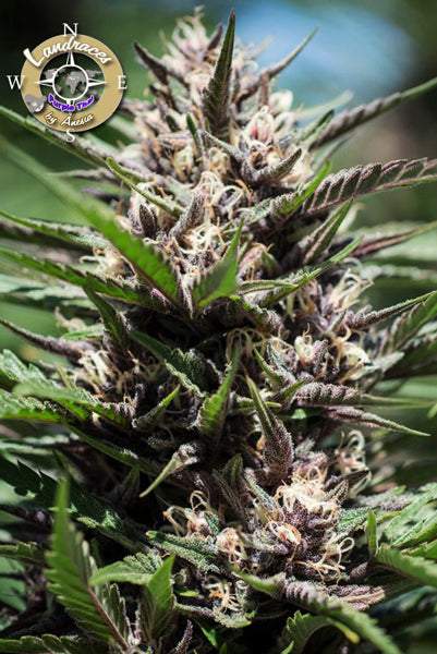 Purple Thai - Mandala Seeds Shop Anesia Seeds