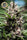 Purple Thai - Mandala Seeds Shop Anesia Seeds