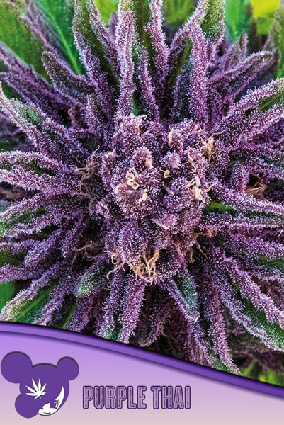 Purple Thai - Mandala Seeds Shop Anesia Seeds