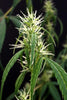 Rasol Village - Mandala Seeds Shop Khalifa Genetics