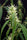 Rasol Village - Mandala Seeds Shop Khalifa Genetics