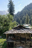Rasol Village - Mandala Seeds Shop Khalifa Genetics