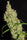 Rasol Village - Mandala Seeds Shop Khalifa Genetics