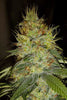 Raspberry Cough