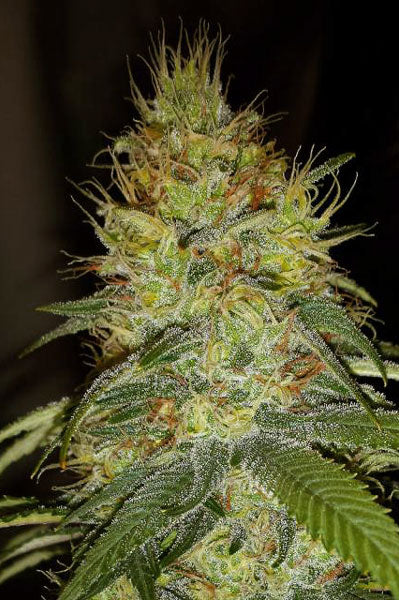 Raspberry Cough