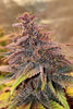 Red Hot Cookies - Mandala Seeds Shop Sweet Seeds