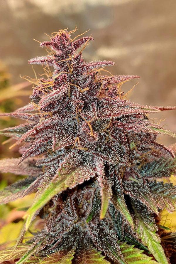 Red Hot Cookies - Mandala Seeds Shop Sweet Seeds