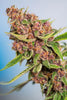 Red Mandarine F1 (Fast Version) - Mandala Seeds Shop Sweet Seeds