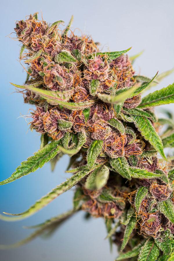 Red Mandarine F1 (Fast Version) - Mandala Seeds Shop Sweet Seeds