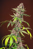 Red Mandarine F1 (Fast Version) - Mandala Seeds Shop Sweet Seeds
