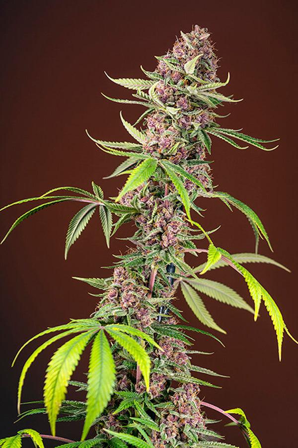 Red Mandarine F1 (Fast Version) - Mandala Seeds Shop Sweet Seeds